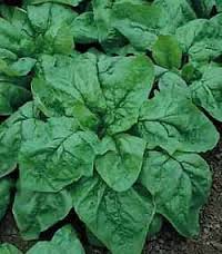 SPINACIO MOSTRUOSO DI VIROFLY NR.300 SEMI